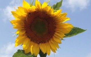 sunflower photo