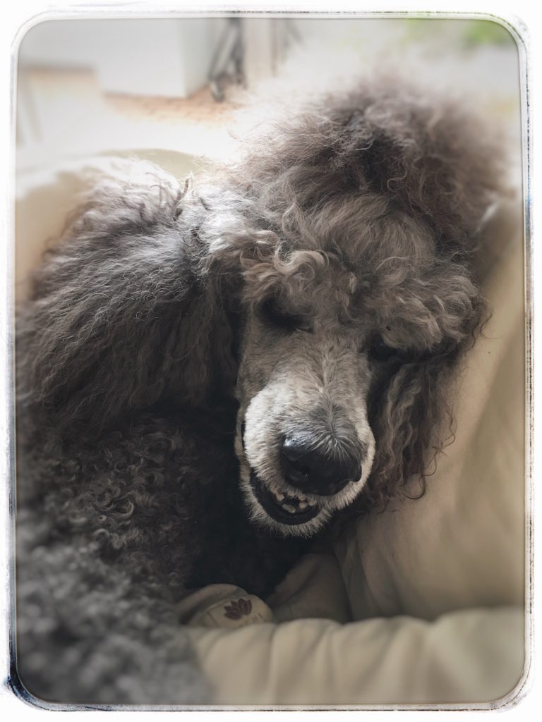 Smiling Poodle Henry